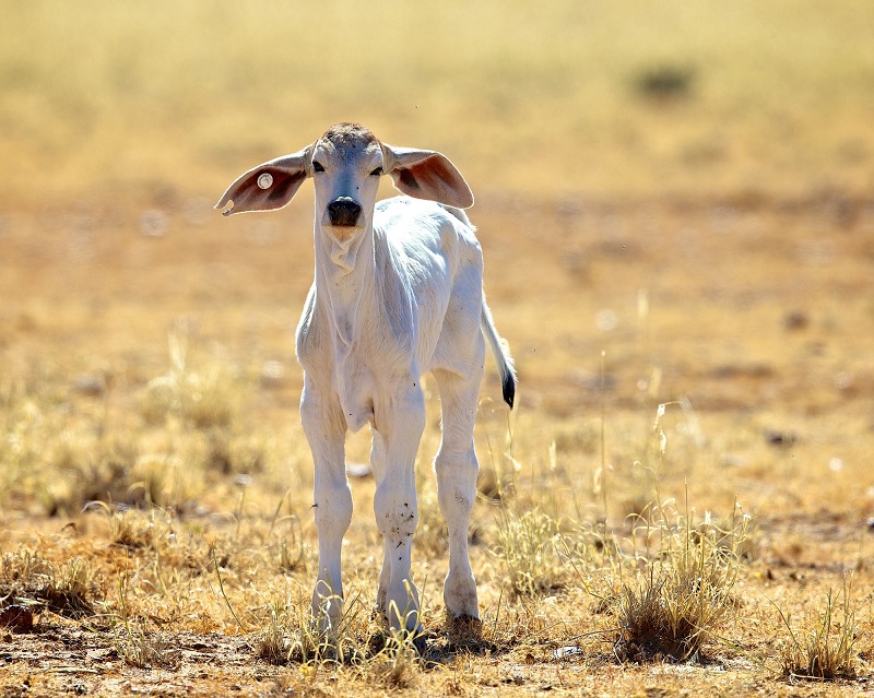 Longreach calf_ AngusEmmott