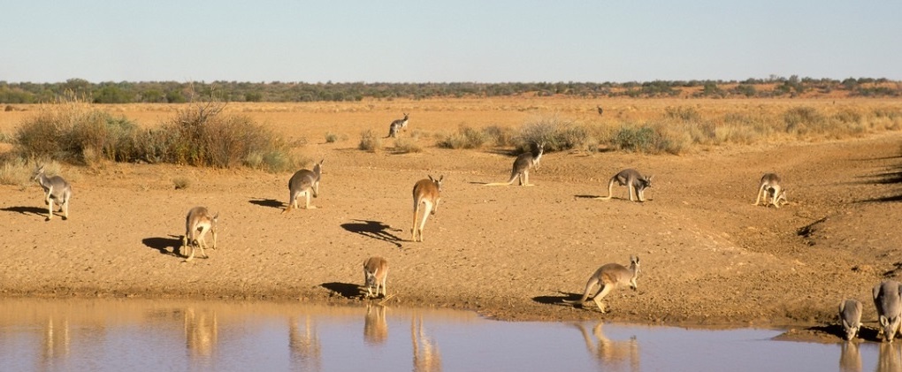 red-kangaroo-picture-id511653090John Carmello