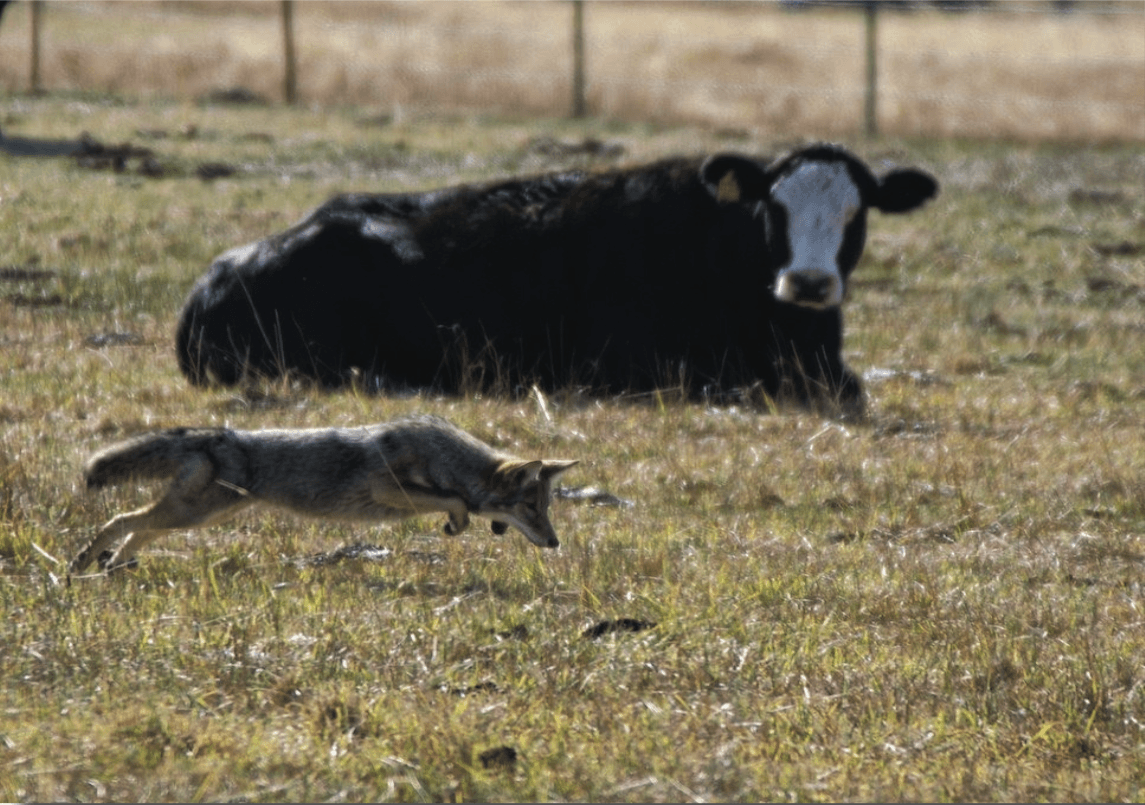 Livestock Guardian Animals | Landholders for Dingoes
